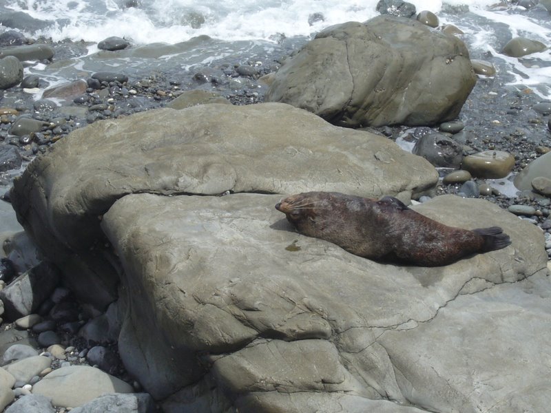 Travel - New Zealand - Kaikoura